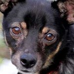 hund kruemel patentier01