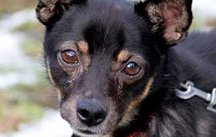 hund kruemel patentier01