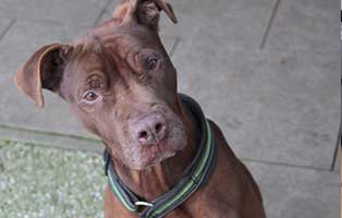 hund lilly patentier02