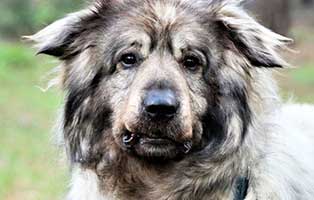 hund zira patentier dorf02