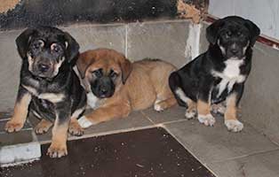 hundebabys aus fenster gruppe