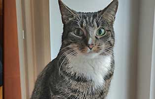 kater hypsie zuhause gefunden04