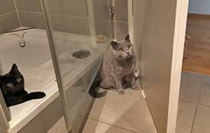 katze frieda kalia zuhause gefunden bad