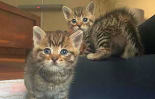 oscar&othello katzenbabys zuhause gefunden02