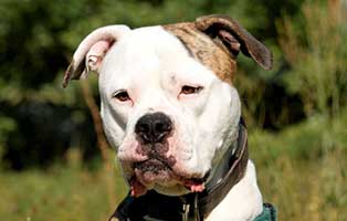 patentier hund cleo01