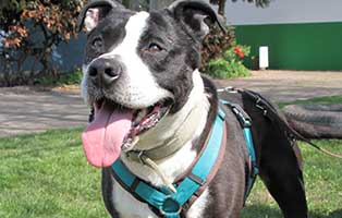 patentier hund maddox03