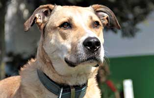 patentier hund mayo04