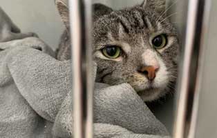 tierrundschau dezember2021 animal hoarder