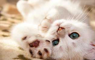 tierrundschau dezember2021 interview