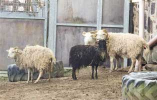 tierrundschau dezember2021 moderhinke