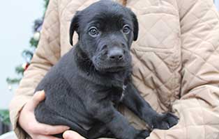 fuenf welpen bekescsaba baby01