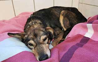 hund miko verstorben