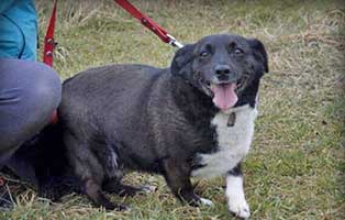 hund mireczka weiblich 9jahre polen aufnahmepatenschaft