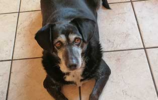 hund nelly zuhause gefunden02