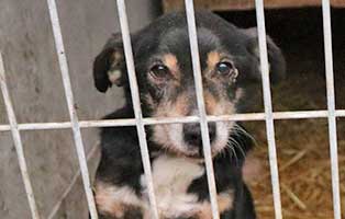 hund noname maennlich polen aufnahmepatenschaft