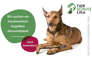 jobsuche hausmeister