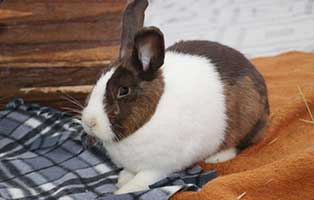 kaninche zora verstorben