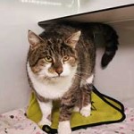 kater bruno notfall tierschutzliga dorf02