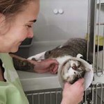 kater bruno notfall tierschutzliga dorf04