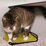 kater bruno notfall tierschutzliga dorf05