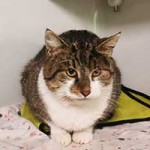 kater bruno notfall tierschutzliga dorf06