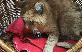 kater tizian vereitete ohren verband