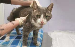 katze berta abgemagert behandlung