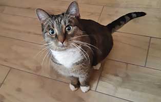 katze lissy zuhause gefunden01