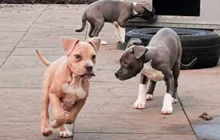 welpenschmuggel welpen spielen