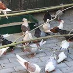 zuchttauben notfall tierschutzliga dorf01