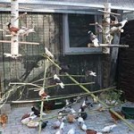 zuchttauben notfall tierschutzliga dorf02