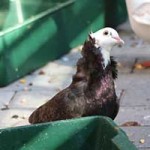 zuchttauben notfall tierschutzliga dorf03