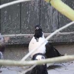 zuchttauben notfall tierschutzliga dorf04