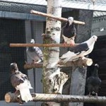 zuchttauben notfall tierschutzliga dorf06