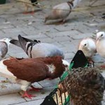 zuchttauben notfall tierschutzliga dorf07