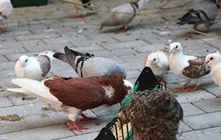 zuchttauben notfall tierschutzliga dorf07