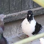 zuchttauben mnotfall tierschutzliga dorf08