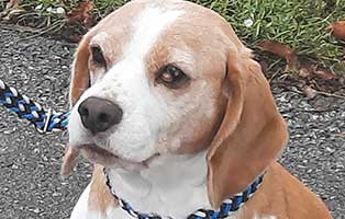 hund berta trockene augen05