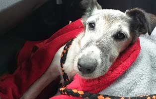 hund bruno sollte sterben01