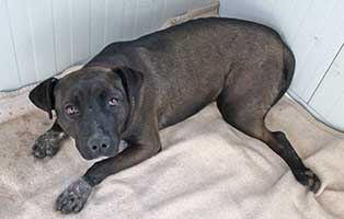 hund eva ungarn unfall02