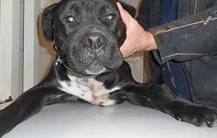 hund mozes wieder zuhause01