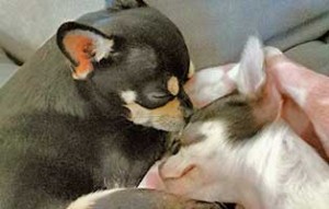 hund olli zuhause gefunden01