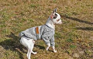 hund olli zuhause gefunden02