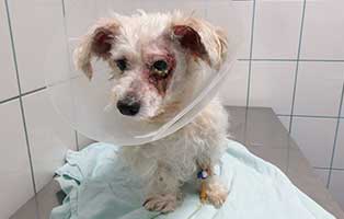 hund szita ungarn misshandelt05