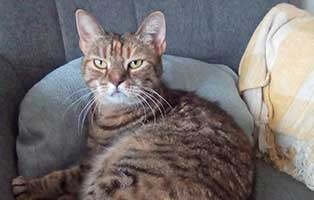 katze emily zuhause gefunden03