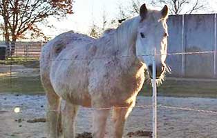 patentier scandy pferd02