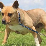 vermittlungstier hund blanka bekescsaba02