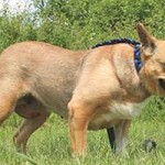 vermittlungstier hund blanka bekescsaba03