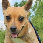 vermittlungstier hund blanka bekescsaba04