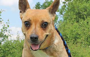 vermittlungstier hund blanka bekescsaba04